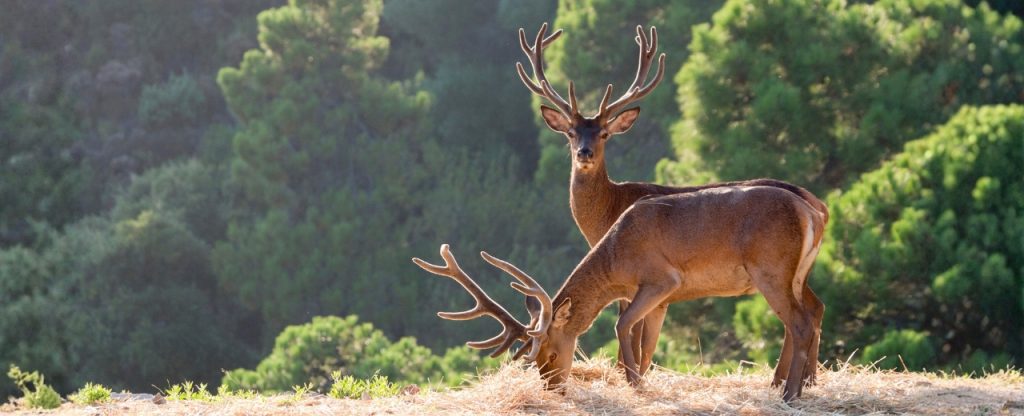 Wildlife in La Zagaleta